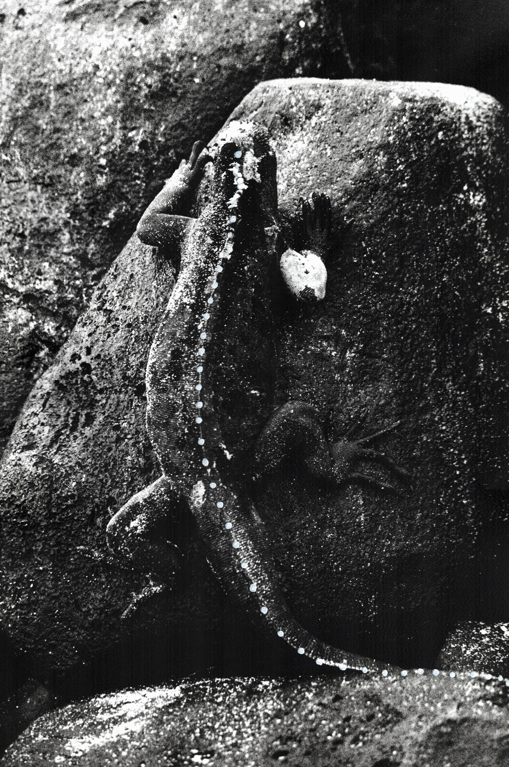 Marine Iguana 
(2022, 36 x 24 cm, silver print)