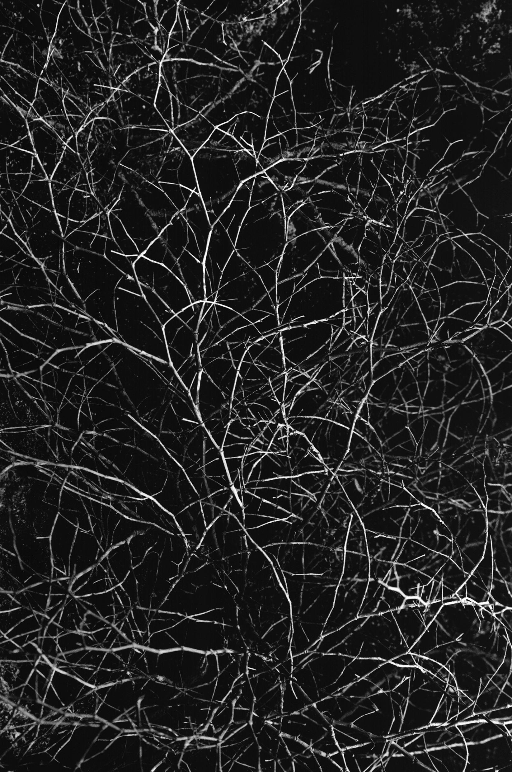 Impenetrable Thicket 
(2022, 36 x 24 cm, silver print)